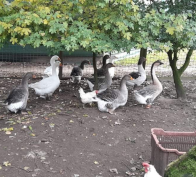 Gänse